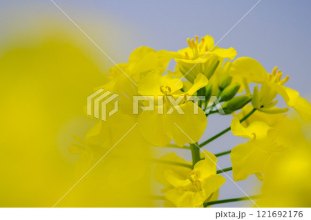 菜の花畑 121692176
