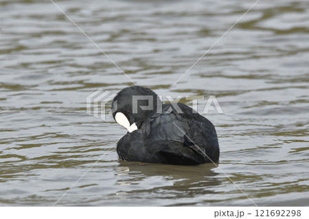 オオバン 121692298