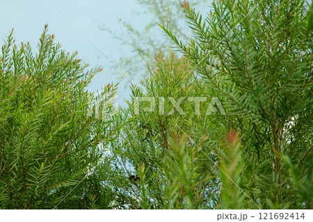 Melaleuca bracteata macro leaves small world 121692414
