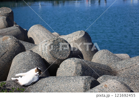 消波ブロックの上の猫 121692455