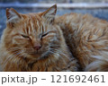 茶色のもふもふな猫 121692461