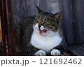 舌なめずりする猫 121692462