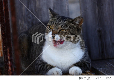 舌なめずりする猫 舌なめずりする猫 121692462