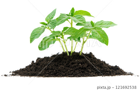 Young plant in soil humus isolated on white background png transparent clipart. 121692538