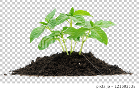 Young plant in soil humus isolated on white background png transparent clipart. 121692538