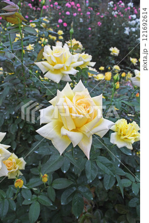 バラの花 121692614