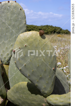 Opuntia cactus in the nature, Sicily, Italy Opuntia cactus in the nature, Sicily, Italy 121692655