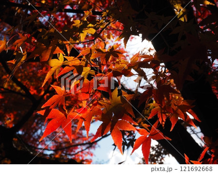大阪府　久安寺の紅葉 121692668