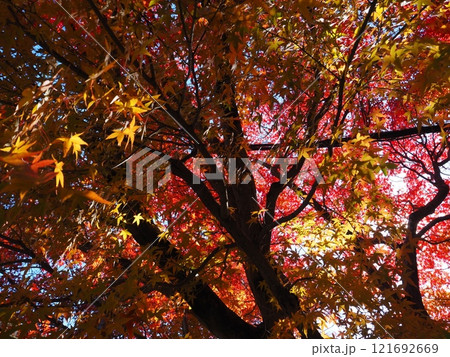 大阪府　久安寺の紅葉 121692669