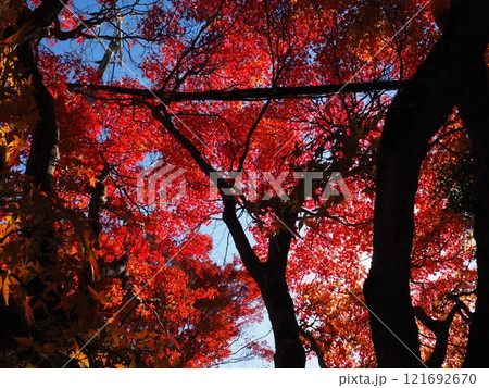 大阪府　久安寺の紅葉 121692670