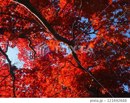 大阪府 久安寺の紅葉 大阪府 久安寺の紅葉 121692688