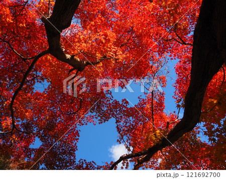 大阪府　久安寺の紅葉 121692700