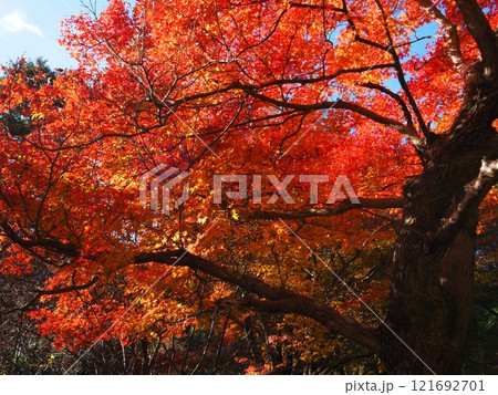 大阪府　久安寺の紅葉 121692701
