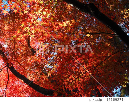 大阪府　久安寺の紅葉 121692714