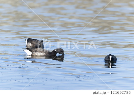 コクガン 121692786