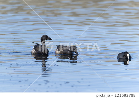 コクガン 121692789