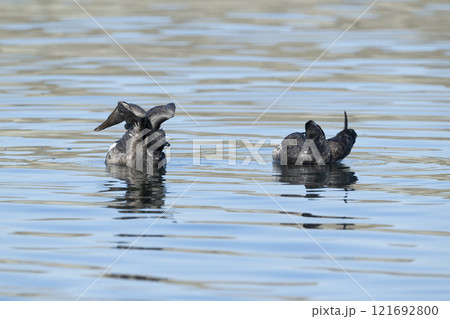 コクガン 121692800