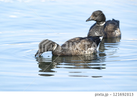 コクガン 121692813