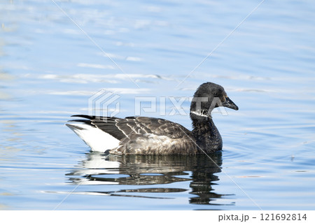 コクガン コクガン 121692814