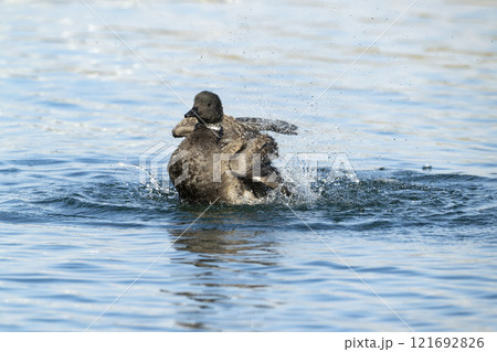 コクガン 121692826