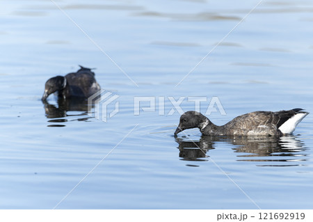 コクガン 121692919