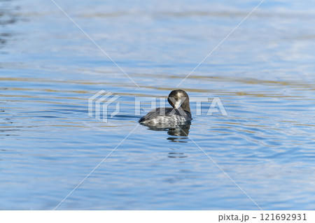ハジロカイツブリ 121692931