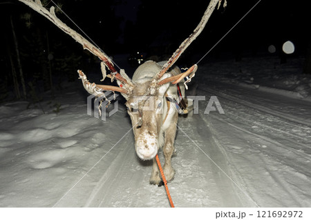 Sami reindeer farm in LApland Finland Sami reindeer farm in LApland Finland 121692972