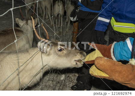 Lichen feeding a Baby newborn Sami reindeer farm in LApland Finland Lichen feeding a Baby newborn Sami reindeer farm in LApland Finland 121692974