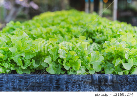 Fresh lettuce vegetable growing in hydroponic organic. 121693274