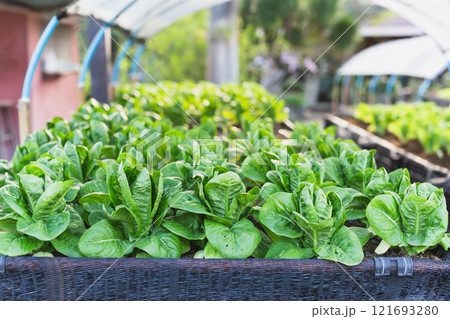 Organic hydroponic vegetable growing in the garden. 121693280