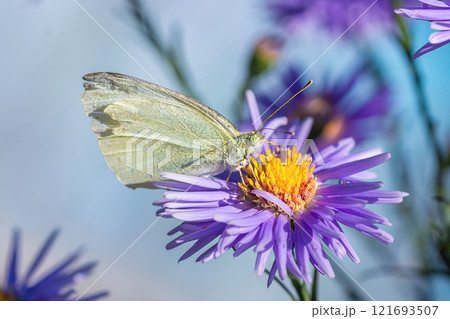 Green-veined white butterfly - detailed macro view. 121693507