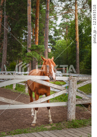 A horse in nature. Portrait of a horse, brown horse 121693518