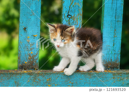 red kitten in green grass. red kitten in green grass. 121693520