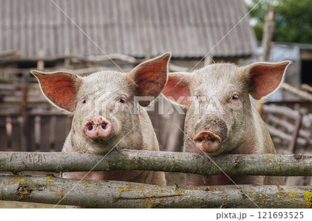Pig farming raising and breeding of domestic pigs. Pig farming raising and breeding of domestic pigs. 121693525