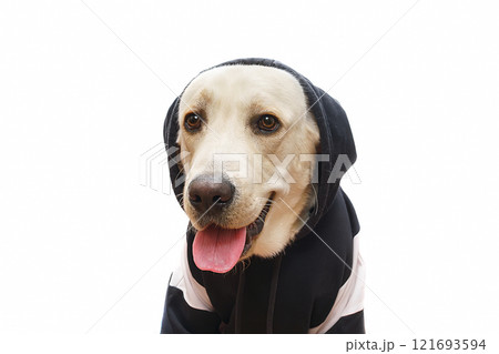 puppy labrador isolated on white background puppy labrador isolated on white background 121693594