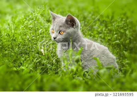 British cat walks on green grass. 121693595