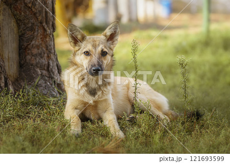 Mongrel dog of red color lies on its stomach on the grass, stretching its front paws forward. Spring... Mongrel dog of red color lies on its stomach on the grass, stretching its front paws forward. Spring... 121693599