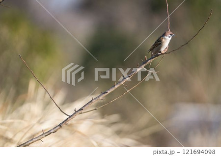 周囲を見張るスズメ 周囲を見張るスズメ 121694098