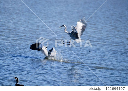 二羽で遊ぶアオサギ 121694107