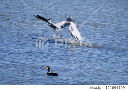 仲良く着水するアオサギ 121694109