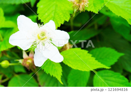 真ん中が盛り上がった散る間際のボイセンベリーの花 真ん中が盛り上がった散る間際のボイセンベリーの花 121694816