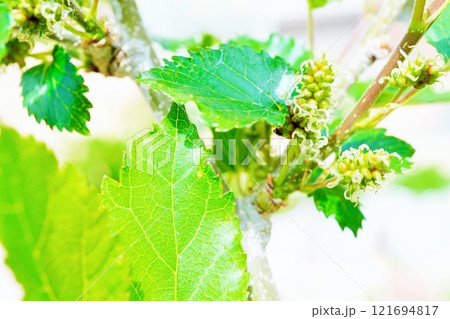 庭で咲く桑の緑色の穂状の花のアップ 庭で咲く桑の緑色の穂状の花のアップ 121694817