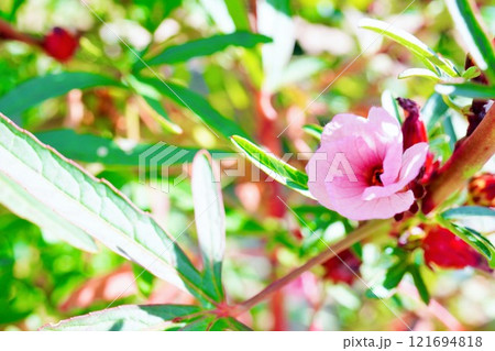 庭のハイビスカスローゼルの可愛らしいピンクの花 庭のハイビスカスローゼルの可愛らしいピンクの花 121694818