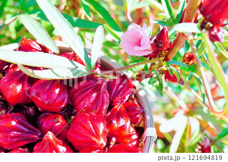 屋外で生い茂る緑色の葉を背景に摘み取られた籠いっぱいの熟したハイビスカスローゼル 121694819