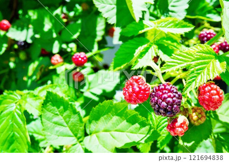 明るい庭で撮影された青々とした葉とボイセンベリーの熟した赤や紫の実、初夏 121694838