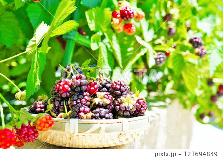 庭のボイセンベリーの青々とした葉を背景に摘み取られた籠いっぱいの実 121694839