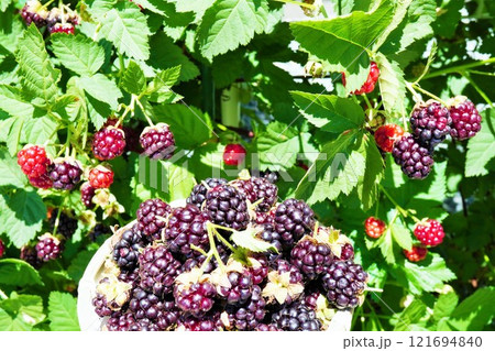 屋外でボイセンベリーの緑色の葉を背景に摘み取られた籠いっぱいの熟した果実 屋外でボイセンベリーの緑色の葉を背景に摘み取られた籠いっぱいの熟した果実 121694840