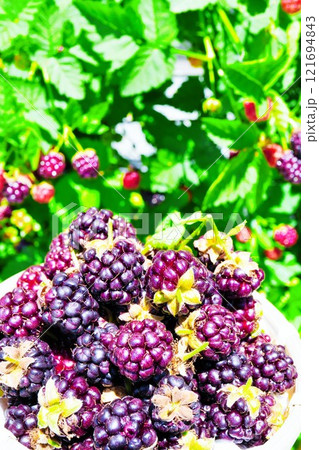 屋外で生い茂る緑色の葉を背景に収穫された籠いっぱいの熟したボイセンベリーの果実、縦 屋外で生い茂る緑色の葉を背景に収穫された籠いっぱいの熟したボイセンベリーの果実、縦 121694843