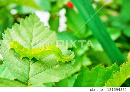 ボイセンベリーの葉の上に乗るアカキリバという緑色の幼虫のアップ、害虫 121694852