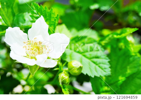 庭で咲くボイセンベリーの白い可愛い花のアップ 121694859